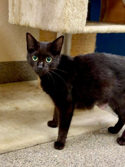 LIZZIE, a cat for adoption from Lee County Domestic Animal Services