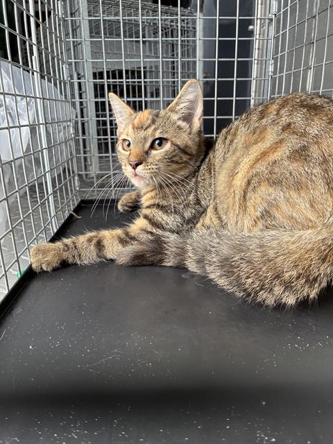 SAMANTHA, a cat for adoption from Lee County Domestic Animal Services