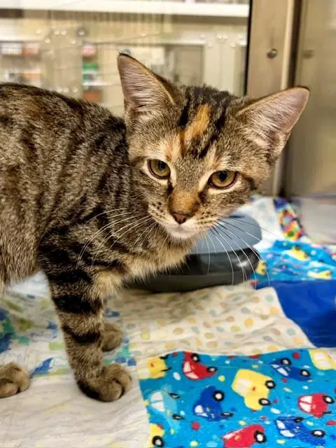 Samantha - Domestic Short Hair