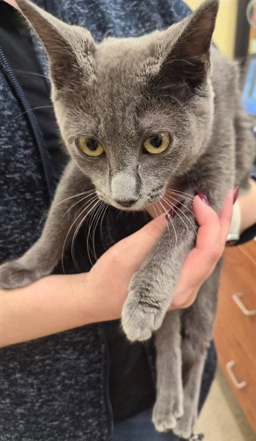 LOLA, a cat for adoption from Lee County Domestic Animal Services