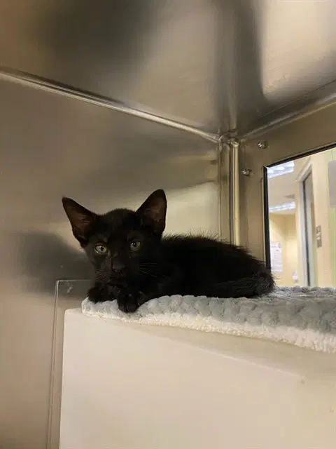 Maple - Domestic Short Hair