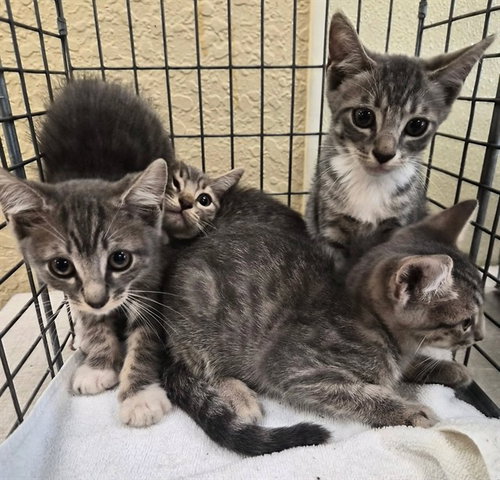 FIONA, a cat for adoption from Lee County Domestic Animal Services