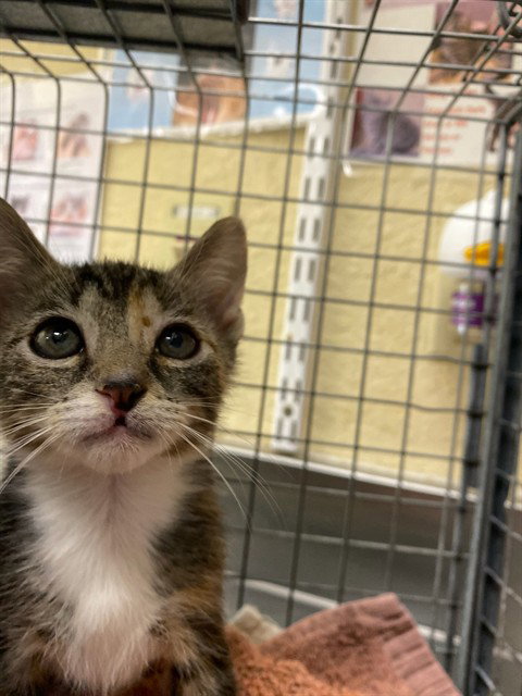 CLAIRE, a cat for adoption from Lee County Domestic Animal Services