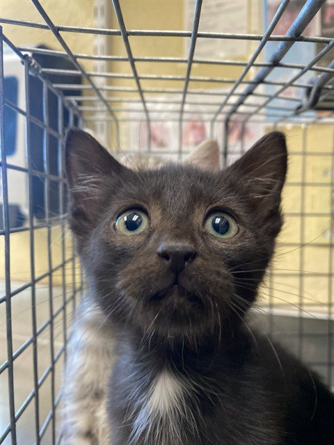 HENRY, a cat for adoption from Lee County Domestic Animal Services