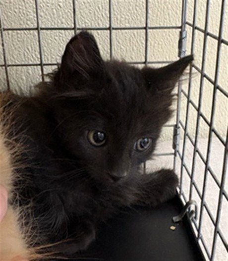 KELLY, a cat for adoption from Lee County Domestic Animal Services