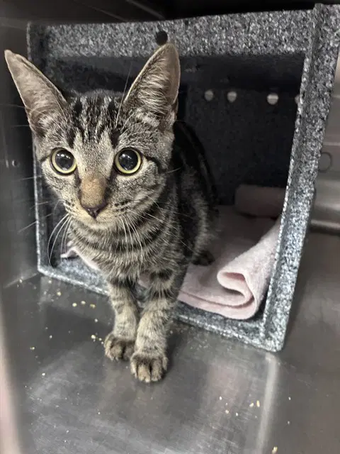Jax - Domestic Short Hair