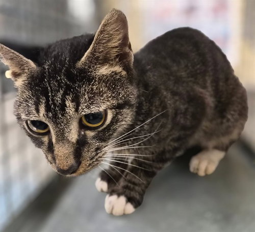 GIZMO, a cat for adoption from Lee County Domestic Animal Services
