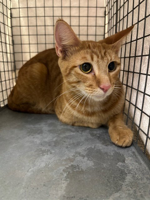 ZARRA, a cat for adoption from Lee County Domestic Animal Services