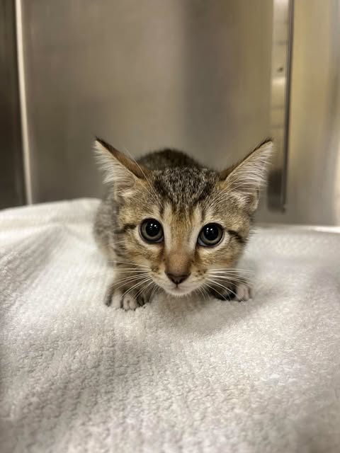 LUCY, a cat for adoption from Lee County Domestic Animal Services