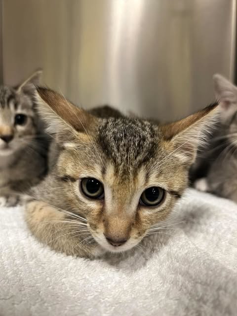 LILLY, a cat for adoption from Lee County Domestic Animal Services