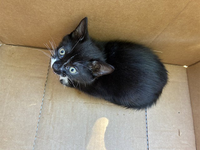 Stan, Domestic Short Hair