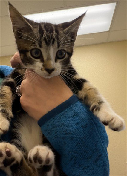 Peanut Butter, Domestic Short Hair