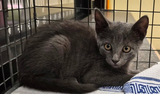 Bruin, Domestic Short Hair