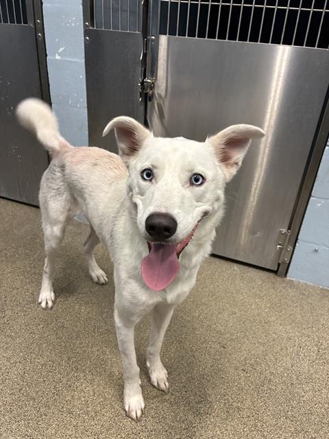 Bolt, Siberian Husky