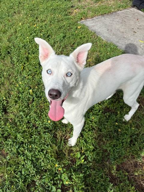 BOLT, a dog for adoption from Lee County Domestic Animal Services