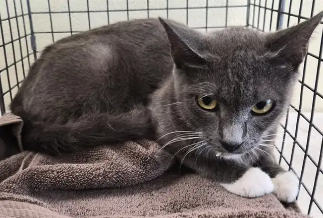 Gloria - Domestic Short Hair