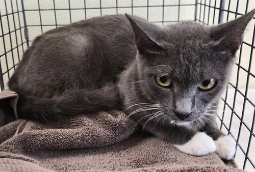 GLORIA, a cat for adoption from Lee County Domestic Animal Services