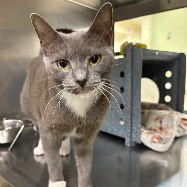 Gloria - Domestic Short Hair