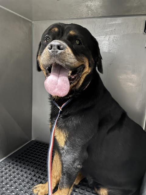 Raven, Rottweiler
