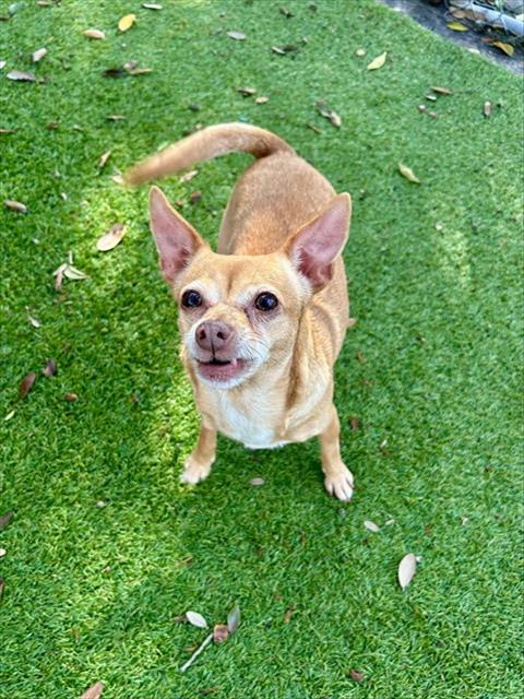 IRINA, a dog for adoption from Lee County Domestic Animal Services