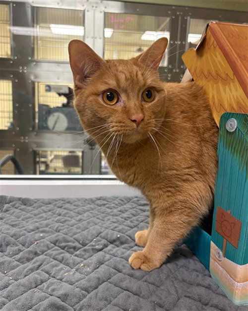 TOBY, a cat for adoption from Lee County Domestic Animal Services