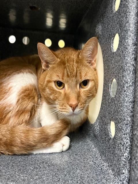 TOMMY, a cat for adoption from Lee County Domestic Animal Services