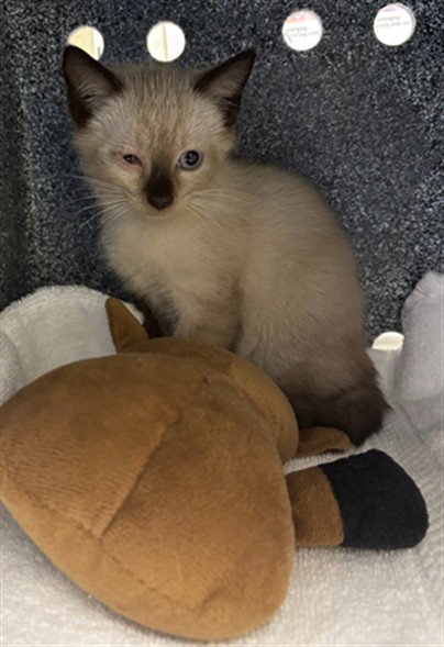 BOO, a cat for adoption from Lee County Domestic Animal Services