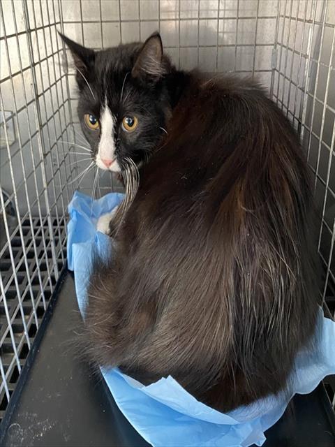 PICKLES, a cat for adoption from Lee County Domestic Animal Services