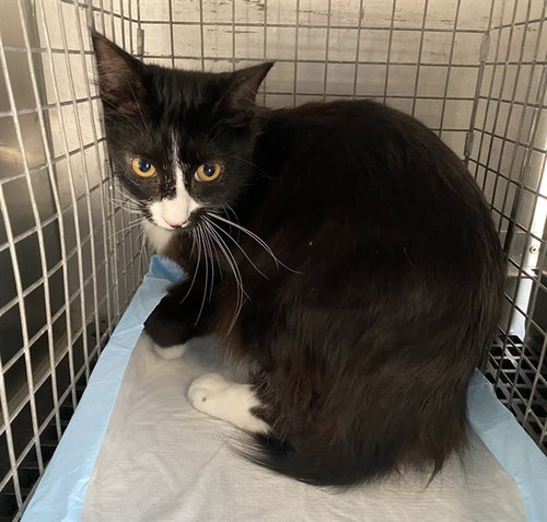 BEANS, a cat for adoption from Lee County Domestic Animal Services