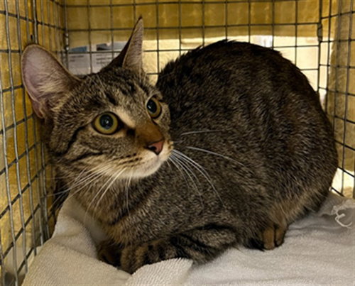 CANDY, a cat for adoption from Lee County Domestic Animal Services