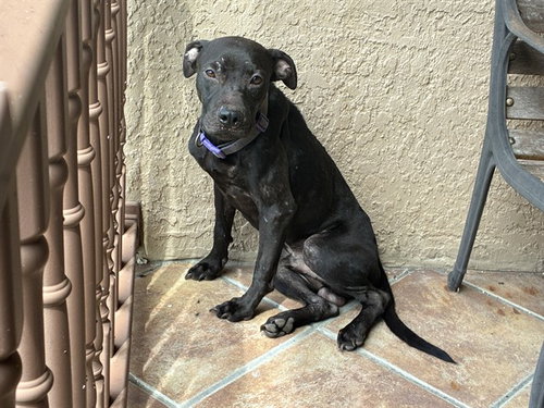 AXLE, a dog for adoption from Lee County Domestic Animal Services