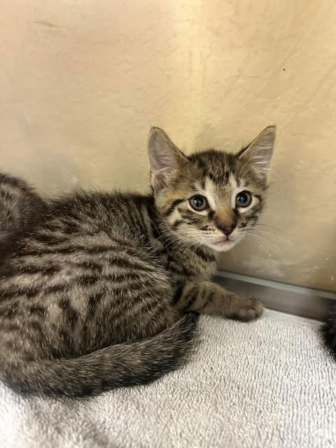 SIGRID, a cat for adoption from Lee County Domestic Animal Services