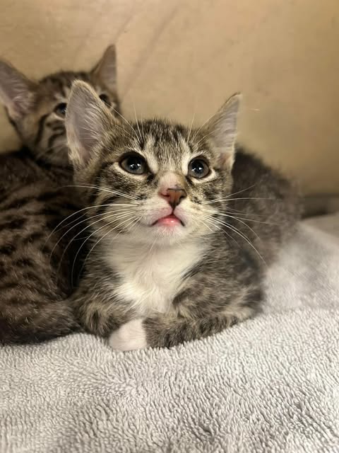 DECLAN, a cat for adoption from Lee County Domestic Animal Services