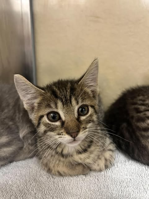 THARION, a cat for adoption from Lee County Domestic Animal Services