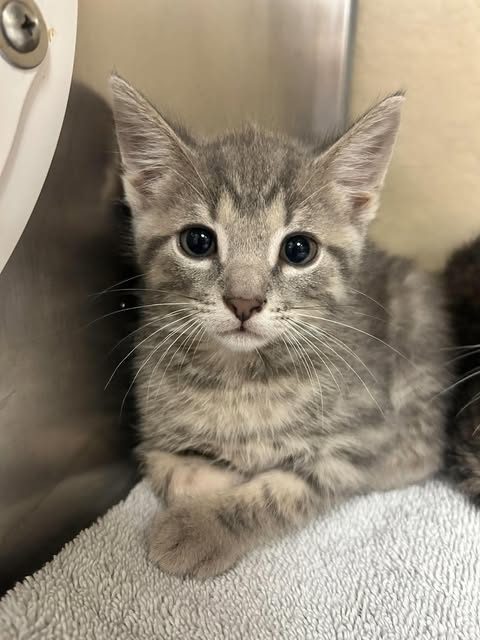 TRISTEN, a cat for adoption from Lee County Domestic Animal Services