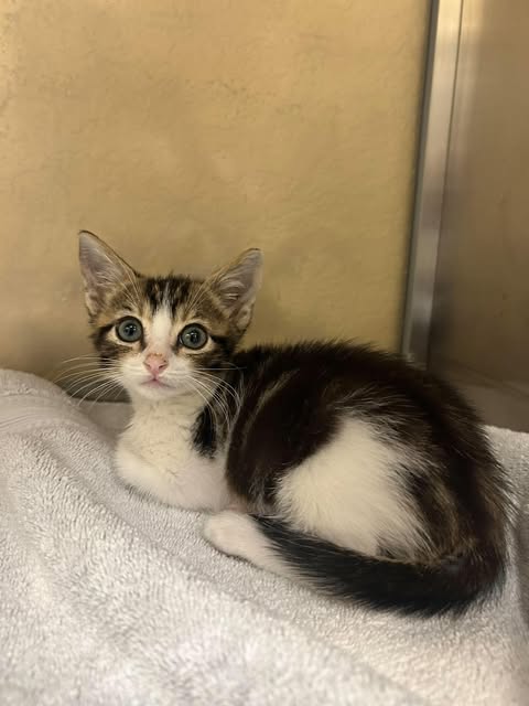 BAXIAN, a cat for adoption from Lee County Domestic Animal Services