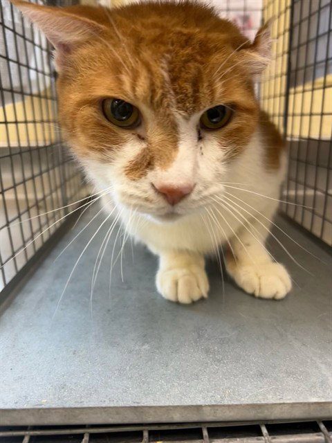 FALCON, a cat for adoption from Lee County Domestic Animal Services