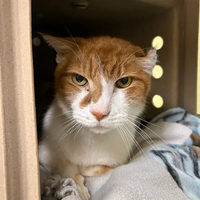 Falcon - Domestic Short Hair