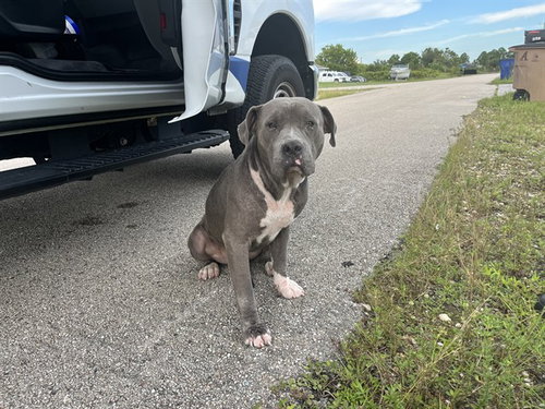 CHUKY, a dog for adoption from Lee County Domestic Animal Services