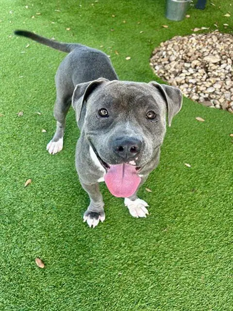 Chuky - Pit Bull Terrier