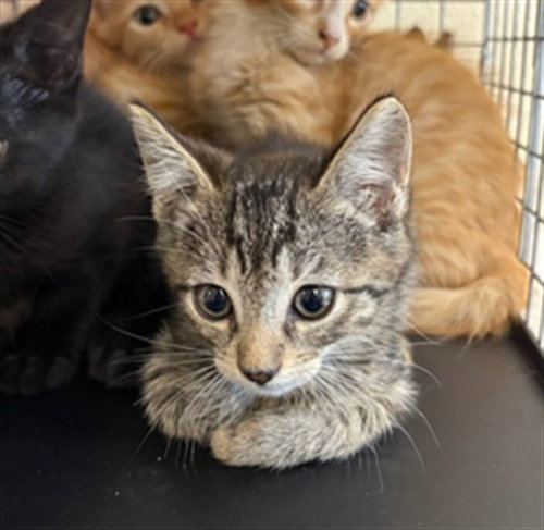 BELLA, a cat for adoption from Lee County Domestic Animal Services