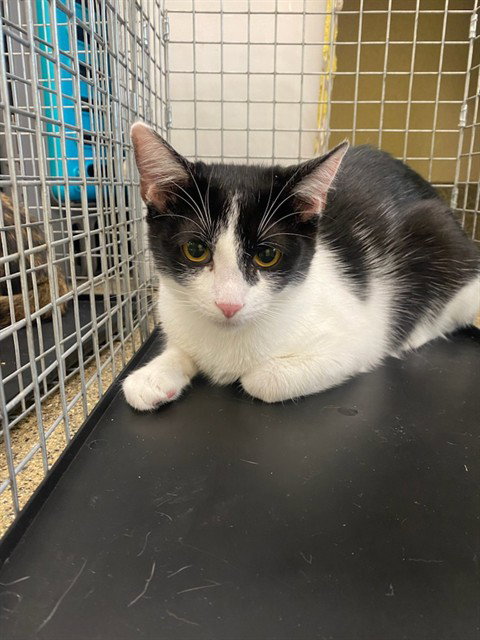 AVA, a cat for adoption from Lee County Domestic Animal Services