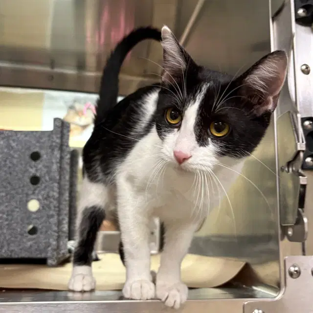 Ava - Domestic Short Hair