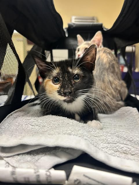 PEPPER, a cat for adoption from Lee County Domestic Animal Services