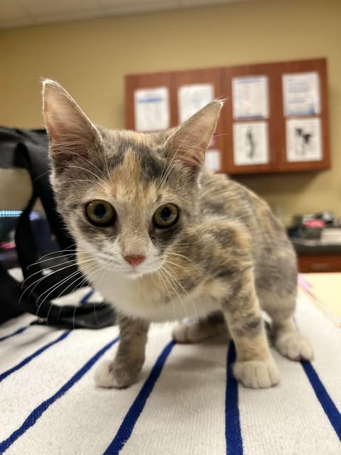 OLIVE, a cat for adoption from Lee County Domestic Animal Services