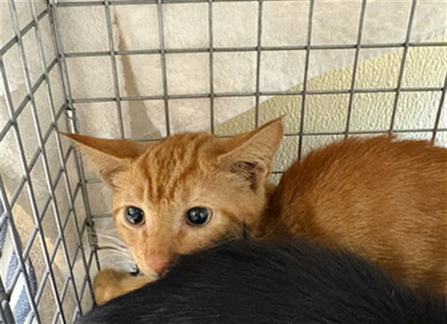 PUMPKIN, a cat for adoption from Lee County Domestic Animal Services