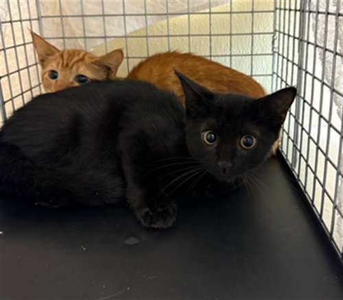 SHADOW, a cat for adoption from Lee County Domestic Animal Services
