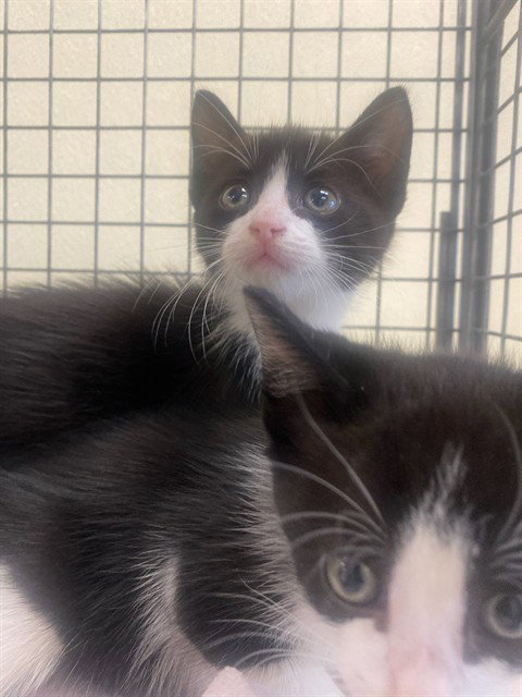 TREVOR, a cat for adoption from Lee County Domestic Animal Services