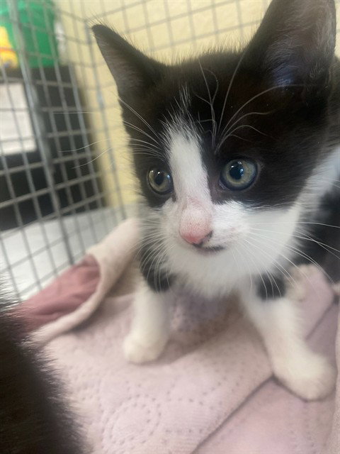 LAWRENCE, a cat for adoption from Lee County Domestic Animal Services