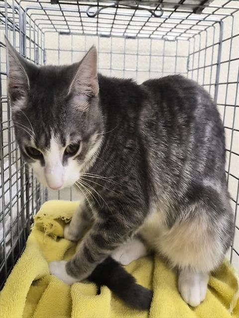 MOOSE, a cat for adoption from Lee County Domestic Animal Services